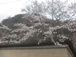 桜2016.4 001